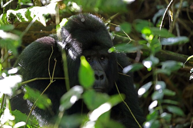 7 Days Flying Gorillas and Wildlife Safari Uganda Private Tour - Day 7 Kihihi airstrip to Entebbe: seeing Uganda from above