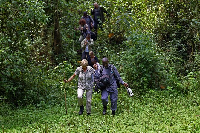 7 Days Flying Gorillas and Wildlife Safari Uganda Private Tour - Day 1 in Kibale and Bigodi Wetlands: getting your primate eyes ready