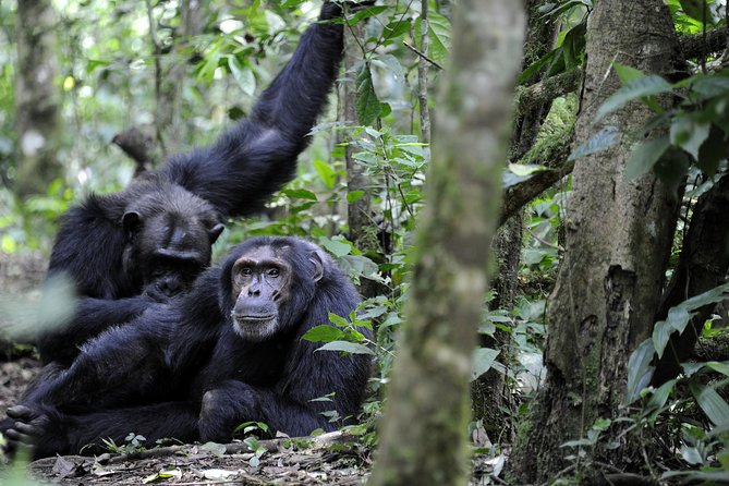 8-Day Classic Uganda Primates & Wildlife Tour - Lake Mburo’s savanna: zebra sightings and flexible extras