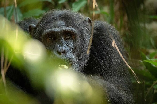 8-Day Classic Uganda Primates & Wildlife Tour - Gorilla day in Bwindi: the briefing, the rangers, and the hour with your group