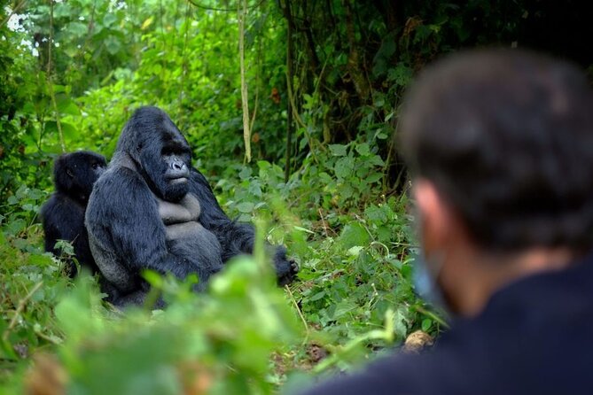 8-Day Classic Uganda Primates & Wildlife Tour - Queen Elizabeth: Kasenyi game drives and hippo heavy Kazinga Channel boats