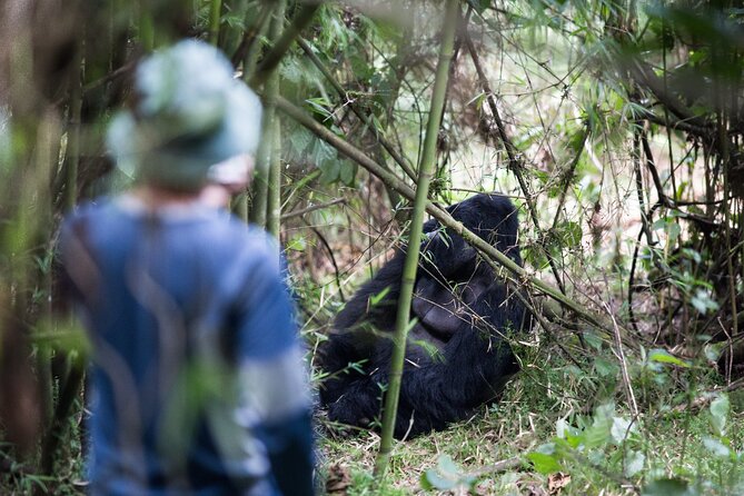 8-Day Classic Uganda Primates & Wildlife Tour - The long road to Bwindi: tea country, Virunga views, and a ridge lodge