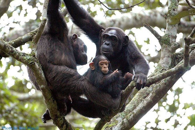8-Day Murchison Falls, Chimp and Epic Gorilla Trekking - Key highlights at a glance