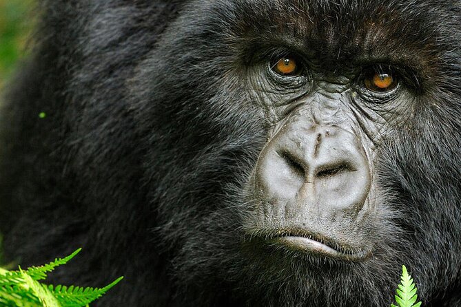 8-Day Murchison Falls, Chimp and Epic Gorilla Trekking - Entering Murchison Falls the right way, game drive first, then the roaring river
