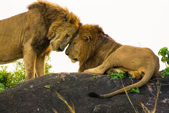 8-Day Murchison Falls, Chimp and Epic Gorilla Trekking - Price and value: $12,000 for up to 4, what that really means