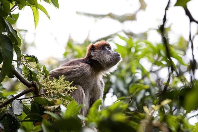 8-Day Murchison Falls, Chimp and Epic Gorilla Trekking Safari - Key Highlights That Matter on the Ground