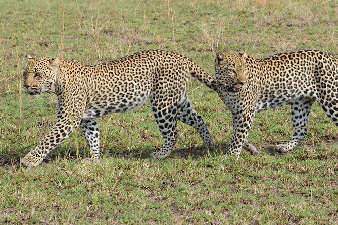 8-Day Private Uganda Big 5 Luxury Safari with Gorillas and Chimps - A Route That Links Forest, Savannah, and Big Wildlife Moments