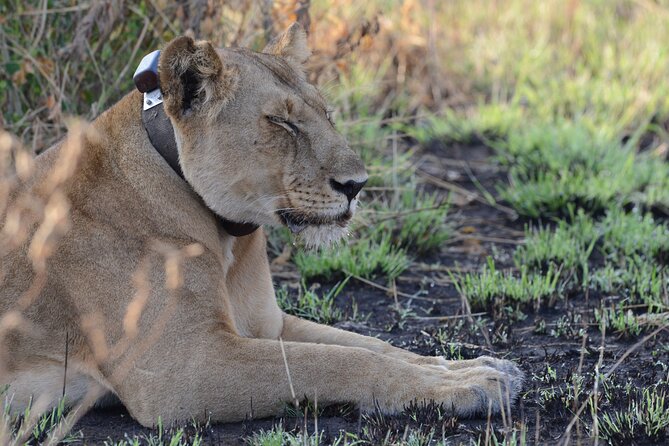 8-Day Private Uganda Big 5 Luxury Safari with Gorillas and Chimps - Day 3: The 7-8 Hour Transfer to Kibale, With Albertine Escarpment Views