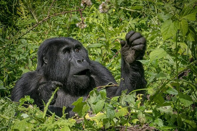8-Day Private Uganda Big 5 Luxury Safari with Gorillas and Chimps - Day 4: Kanyachu Chimpanzee Tracking in Kibale, Then Queen Elizabeth Crater Views