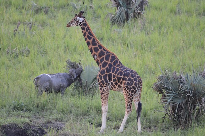 8-Day Private Uganda Big 5 Luxury Safari with Gorillas and Chimps - Day 7: Bwindi Gorilla Tracking, UWA Briefing, and the 2-10 Hour Reality Check