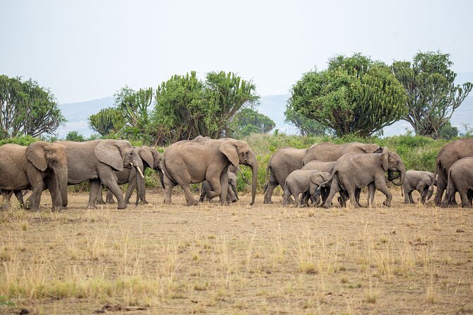 8-Day Private Uganda Big 5 Luxury Safari with Gorillas and Chimps - Day 1: Kampala to Murchison Falls, Kichumbanyobo Gate to the Top of the Falls