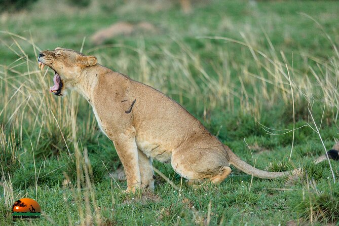 8 Days Gorillas, Primates & Wildlife Safari Uganda Safari - Day 3: Queen Elizabeth National Park, Crater Lakes and a Late Game Drive