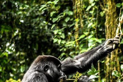 8 Days Gorillas, Primates & Wildlife Safari Uganda Safari