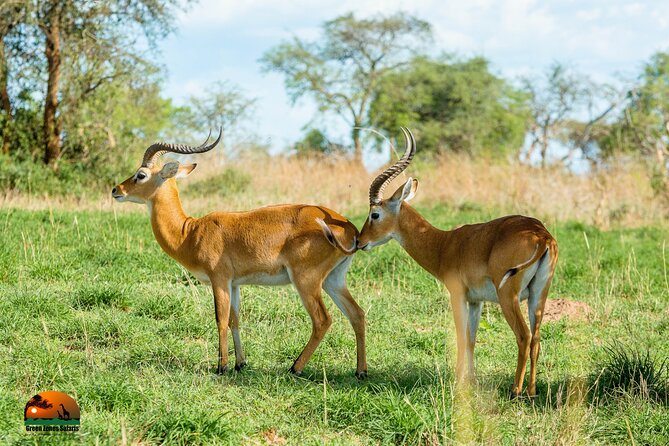 8 Days Gorillas, Primates & Wildlife Safari Uganda Safari - Day 4: Long Game Drive Plus the Kazinga Channel Boat Cruise