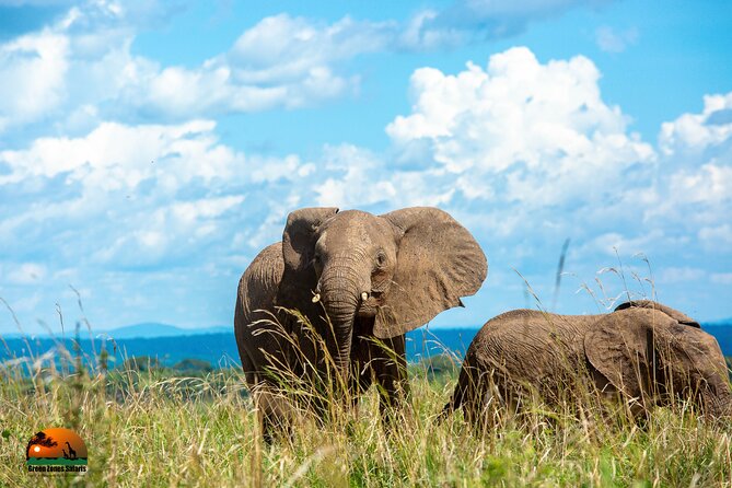 8 Days Gorillas, Primates & Wildlife Safari Uganda Safari - Day 5: Ishasha for Tree-Climbing Lions, Then Down to Bwindi