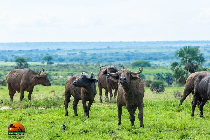 8 Days Gorillas, Primates & Wildlife Safari Uganda Safari - Day 6: Bwindi Gorilla Trekking and a Community Walk