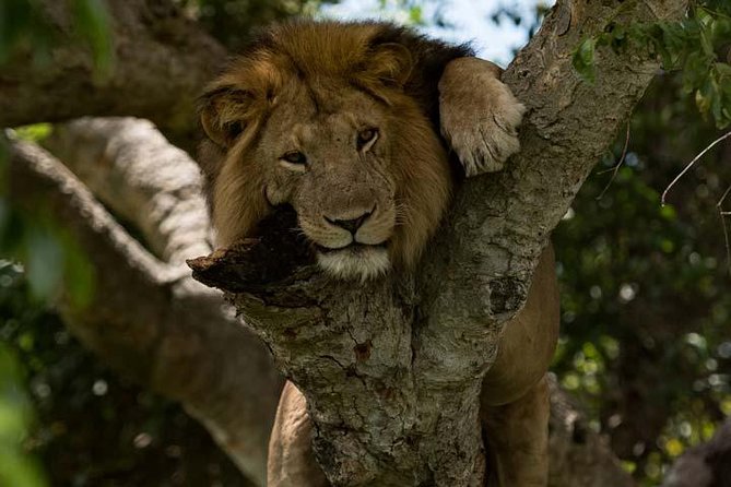 8 days Murchison Falls, Chimpanzee & Gorilla Trekking Safari - The Big Picture: An 8-Day Uganda Circuit That Actually Makes Sense