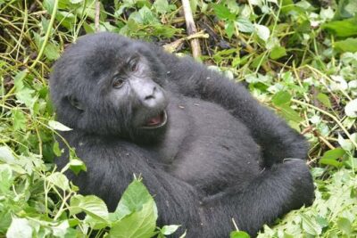 8 days Murchison Falls, Chimpanzee & Gorilla Trekking Safari