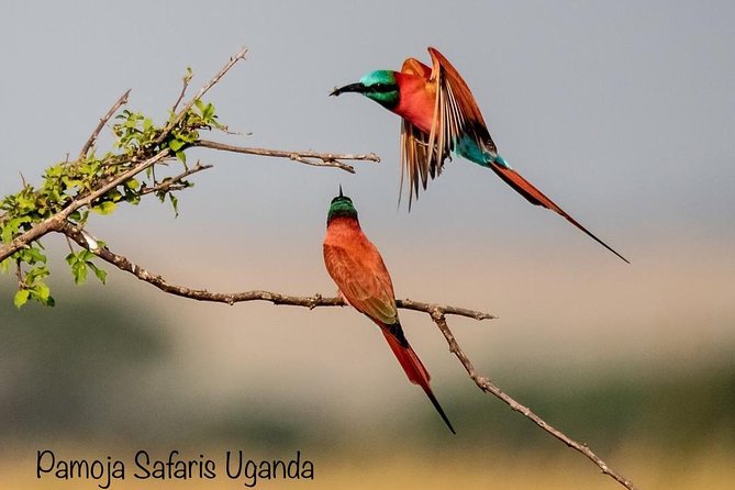 8 Days Uganda Primates Safari - Day 1 in Uganda, arrive with a guide and settle in Entebbe