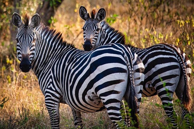 8 Days Uganda Primates Safari - Day 3 Kanyanchu chimp trekking at 08:00, then Bigodi swamp primate time