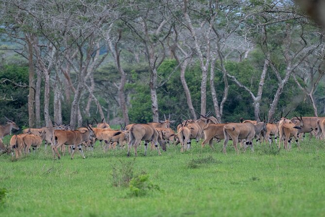 8 Days Uganda Primates Safari - Day 4 Queen Elizabeth, game drive for Big-4 chances, then the Kazinga Channel cruise