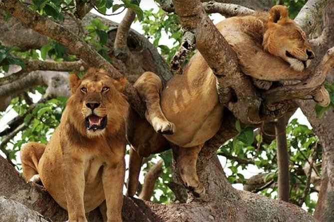 8 Days Uganda Primates Safari - Day 7 Lake Mburo National Park, Igongo cultural museum in Mbarara, then a game drive