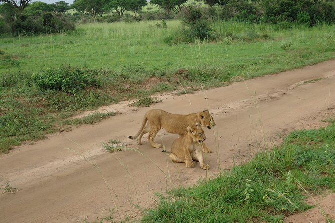 9 day Gorilla Trekking, Chimpanzee & Wilderness Safari (mid-range) - Ziwa Rhino and Wildlife Ranch: close-range conservation energy