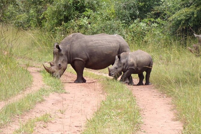9 day Gorilla Trekking, Chimpanzee & Wilderness Safari (mid-range) - Murchison Falls National Park: Nile power, then big-game time