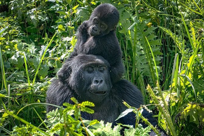 9-Day Private Uganda Wildlife Safari - Why this 9-day fly-in route feels smarter than it looks