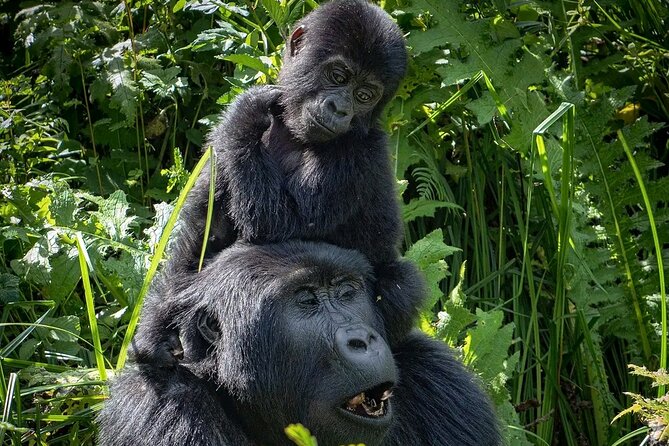 9-Day Private Uganda Wildlife Safari - Kibale National Park: the tea-country drive and slow-time rainforest views