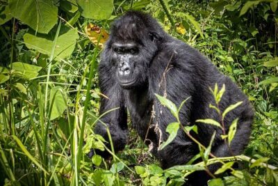 9-Day Private Uganda Wildlife Safari