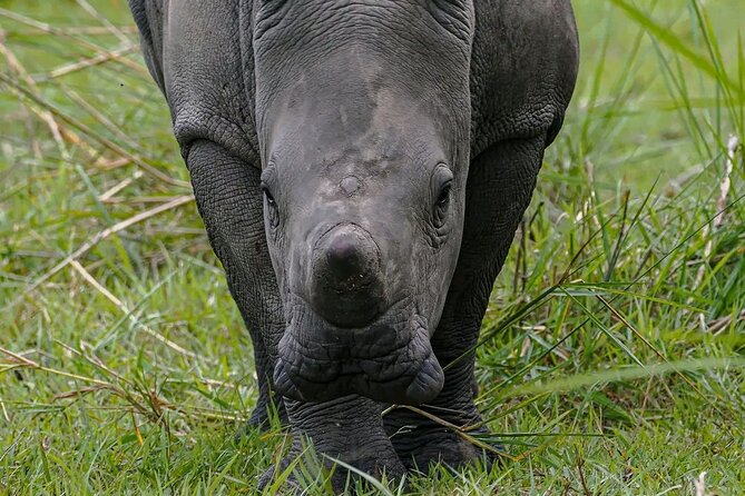 9-Day Private Uganda Wildlife Safari - Kibale chimp tracking plus the swamp walk that adds variety