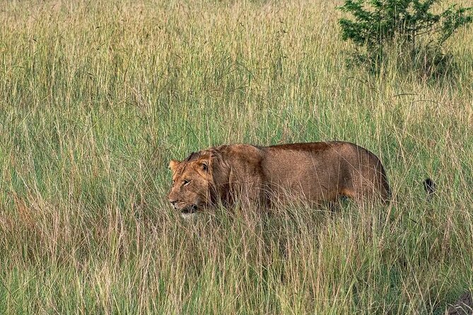 9-Day Private Uganda Wildlife Safari - Queen Elizabeth National Park: Kazinga Channel’s hippo-heavy afternoon