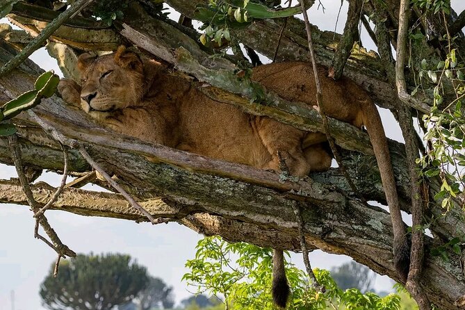 9-Day Private Uganda Wildlife Safari - Queen Elizabeth at sunrise: long drive, crater lakes, and a full wildlife day