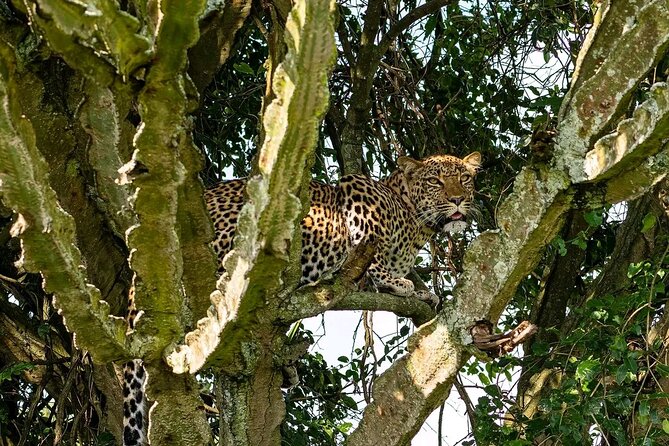 9-Day Private Uganda Wildlife Safari - Bwindi transition: tree-climbing lion chance and Buhoma’s outlook