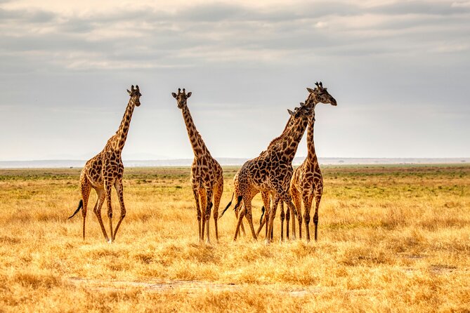 9 Days Uganda Wildlife Safaris, Gorilla Trekking & Hiking - Day 3 and Day 4: Game drives, Nile cruises, and Kibale’s primate focus