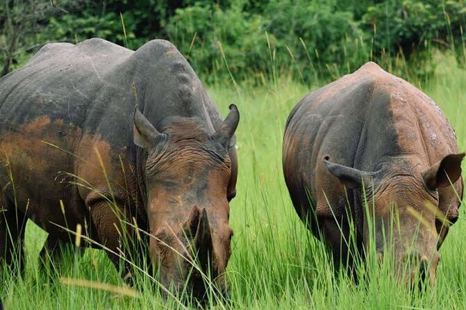 A Thrilling 1-Day Rhino Tracking Tour in Uganda - Kampala to Ziwa: why this 1-day plan works