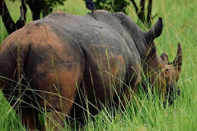 A Thrilling 1-Day Rhino Tracking Tour in Uganda - Ziwa Rhino and Wildlife Ranch: what you’ll do first