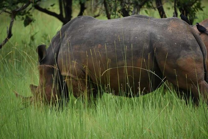 A Thrilling 1-Day Rhino Tracking Tour in Uganda - Wildlife beyond rhinos: birds, other sightings, and the calm between moments