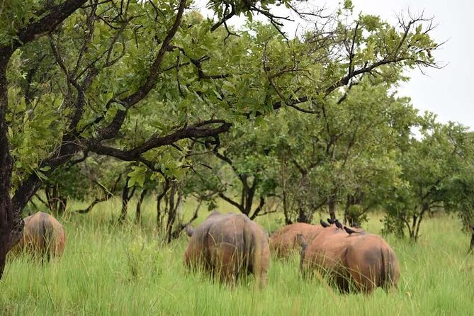 A Thrilling 1-Day Rhino Tracking Tour in Uganda - Price reality check: how $377 fits into Uganda safari value