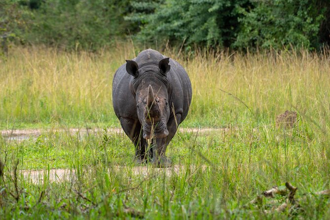 A Thrilling 1-Day Rhino Tracking Tour in Uganda - What to bring and how to be comfortable on the walk