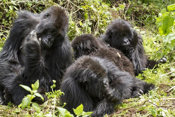 Bwindi Gorilla Safari - 3 Days - Key things to know before you go