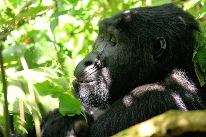 Bwindi Gorilla Safari - 3 Days - Day 1 Kampala or Entebbe to Bwindi: the long drive that sets the tone