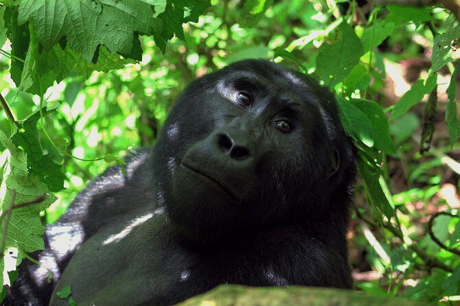 Bwindi Gorilla Safari - 3 Days - Day 3 drive back through Masaka and Mbarara