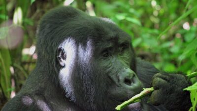 Bwindi Gorilla Safari – 3 Days