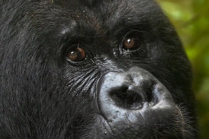 Bwindi Gorilla Safari - 3 Days - Price and value: what $2,015 really buys you