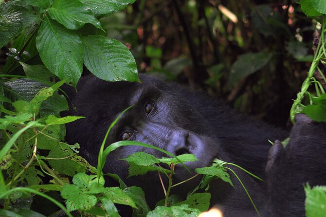 Bwindi Gorilla Safari - 3 Days - What to expect day-to-day, beyond the highlights
