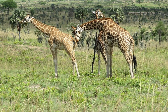 Bwindi impenetrable Kenya Tanzania Gorilla Safari 14 days 13 nights - Uganda primates first: Kibale chimps and Bigodi wetland