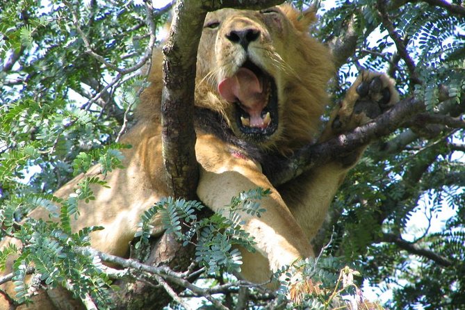 Bwindi impenetrable Kenya Tanzania Gorilla Safari 14 days 13 nights - Tanzania shift: Lake Manyara afternoon drives