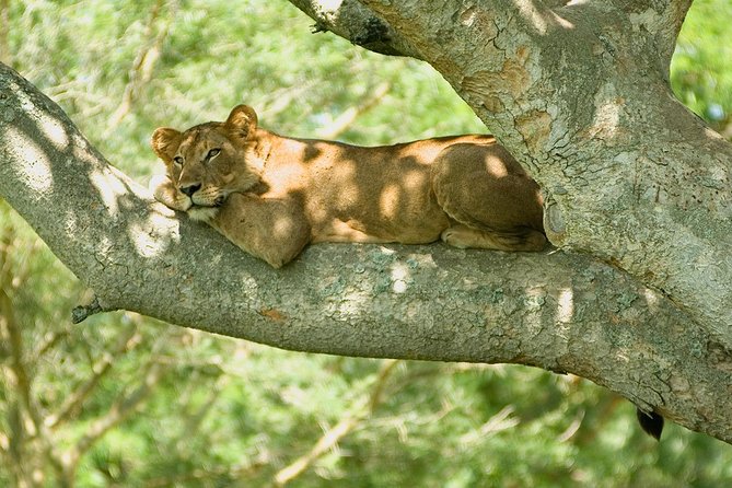 Bwindi impenetrable Kenya Tanzania Gorilla Safari 14 days 13 nights - Ngorongoro Conservation Area: crater day with a picnic lunch